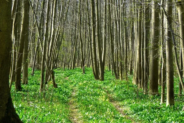 Alice - Printemps en forêt