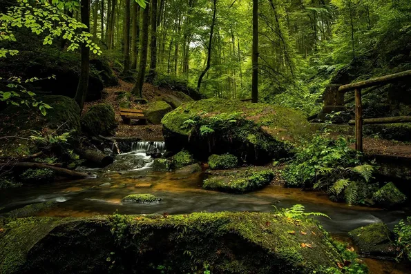 Alice - Printemps en forêt